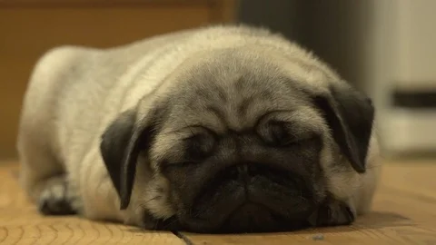 Pug Puppy Lying Down and Looking Cute Video stock 75930238