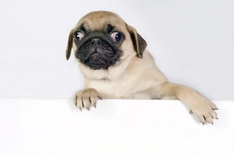 Pug puppy. 스톡 사진