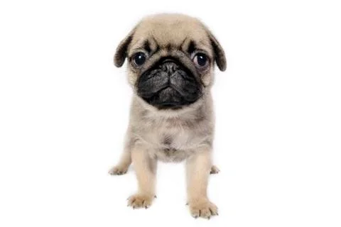 Pug puppy. Stock Photos