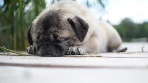 Pug puppy sleep Video stock 270089288