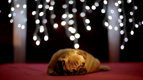 Pug puppy sleeping on the red background with christmas lights Stock Footage 81211027