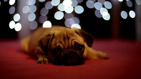 Pug puppy sleeping on the red background with christmas lights Stock Footage 81211344