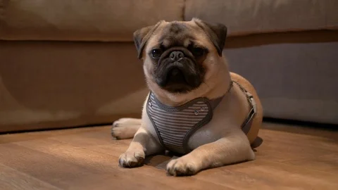 Pug puppy trying to keep eyes open Video stock 103614799