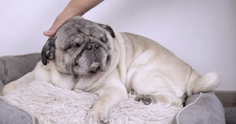 Pug Receiving Affection from Owner at Home Close-Up Stock Footage 280631462