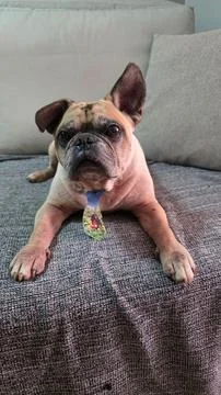 Pug relaxing on the couch Stock Photos