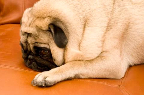 Pug Resting on Couch Stock Photos