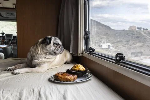 Pug Resting Inside Camper Van with Pastries Nearby  Pet Nutrition and Sweet.. Stock Photos