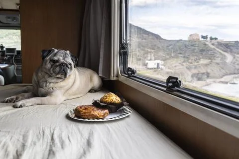 Pug Resting Inside Camper Van with Pastries Nearby  Pet Nutrition and Sweet.. Stock Photos