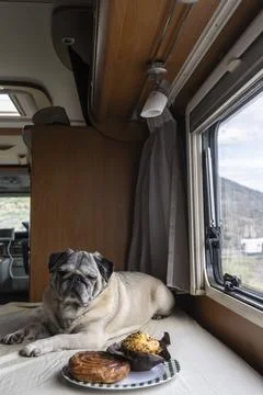 Pug Resting Inside Camper Van with Pastries Nearby  Pet Nutrition and Sweet.. Stock Photos