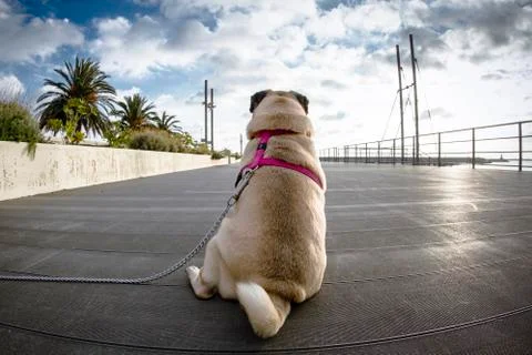 Pug road Stock Photos