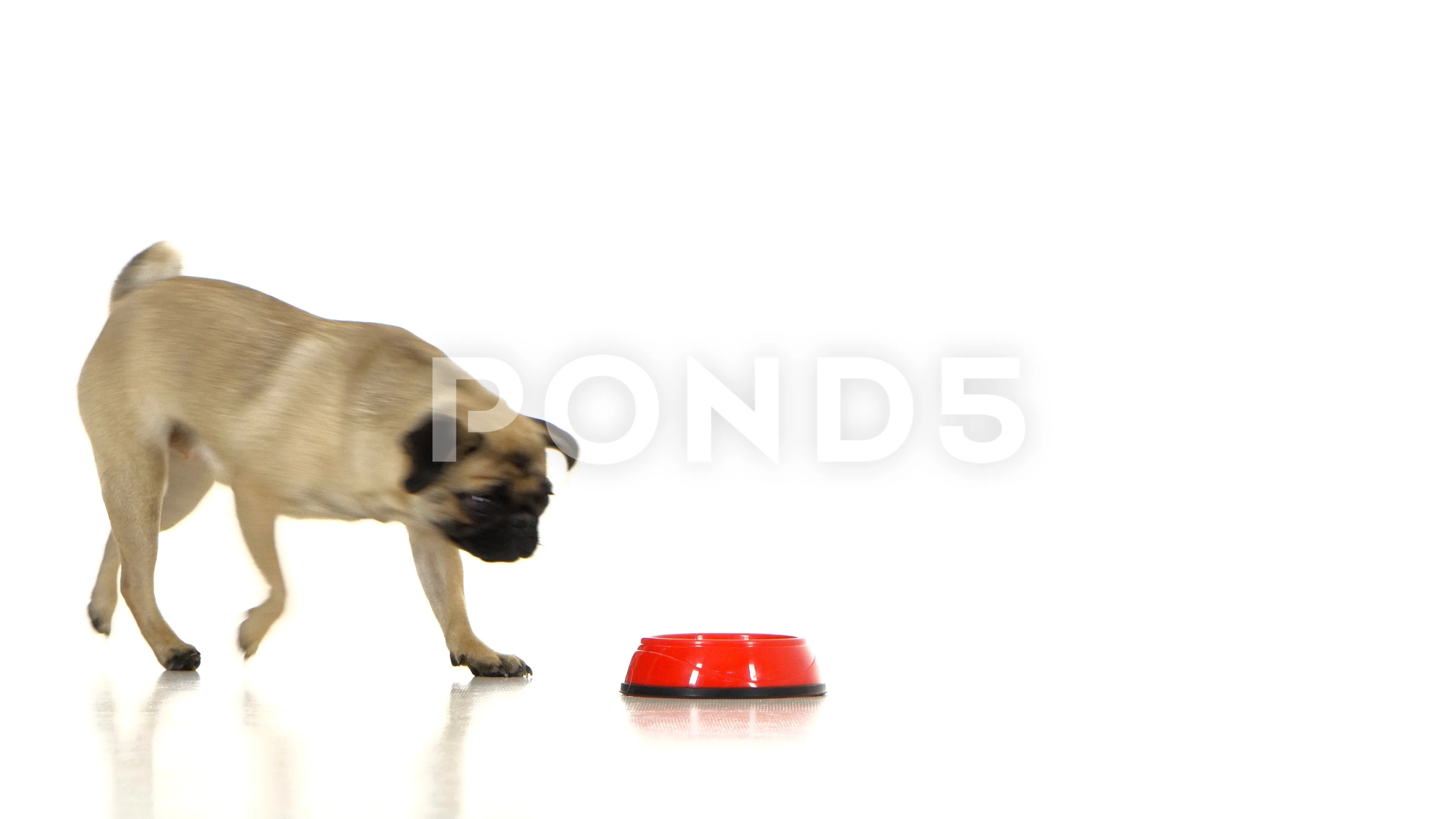 How fast best sale is a pug