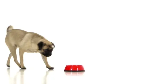 Pug runs to toe with fast food eats and runs away. White background Stock Footage