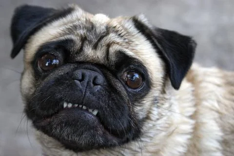 Pug Showing Teeth Stock Photos
