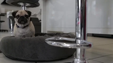 Pug sits in a basket Stock Footage 73458603