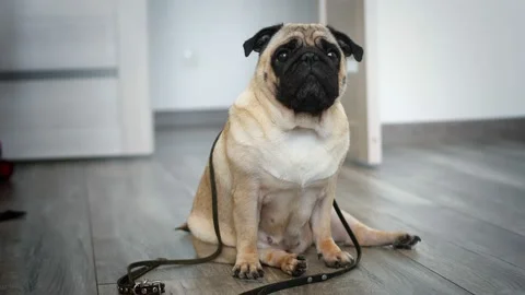 The pug sits on the floor with a leash. Slow motion Stock Footage 232701072