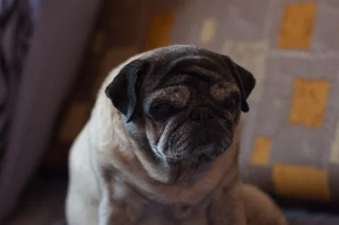 A Pug sits at a sofa Stock Photos