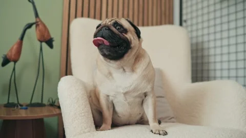 Pug Sitting On Armchair 動画素材 343838981