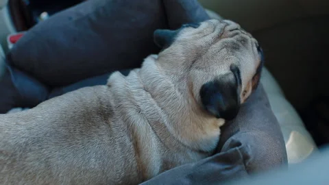 Pug sitting in a car Stock Footage 104485955