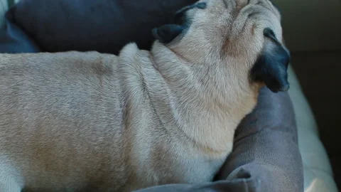 Pug sitting in a car Stock Footage 104486049