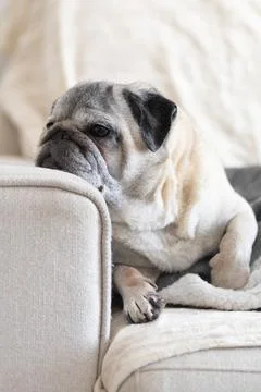 Pug Sitting on the Couch, Looking Thoughtful and Relaxed Foto stock