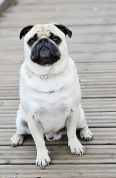 Pug sitting in front outdoors Pug sitting in front of blure background out... Stock Photos