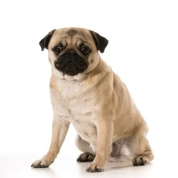 Pug sitting Stock Photos