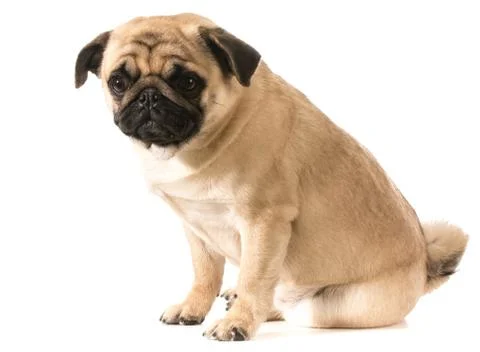 Pug sitting Stock Photos