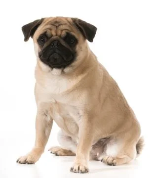 Pug sitting Stock Photos