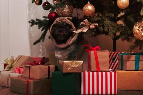 Pug sitting under christmas tree Stock Photos