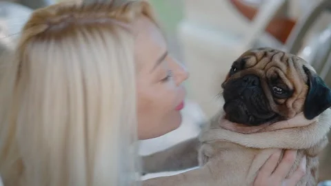 Pug sitting on the woman's hands in the car Stock Footage 101707458