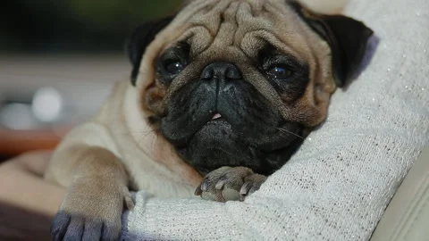 Pug sitting on the woman's hands in the car Stock Footage 101711109