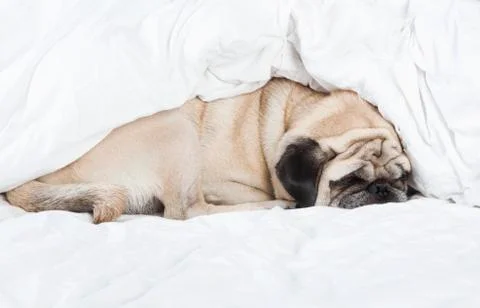 Pug sleeping 写真素材