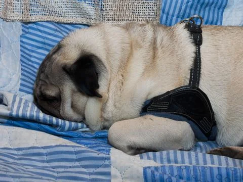 Pug sleeping on sofa Photos