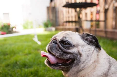 Pug Smiling up close Stock Photos