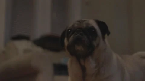 Pug Sniffing Air and Looking Up, Indoor Close-Up 動画素材 345842636