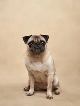 Pug standing on beige background Stock Photos