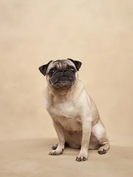 Pug standing on beige background Stock Photos