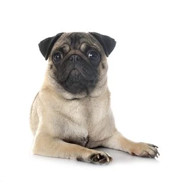 Pug in studio Stock Photos