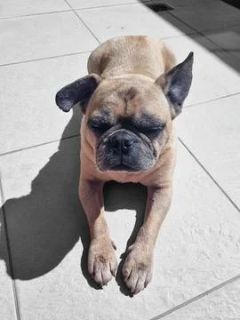 Pug sunbathing Stock Photos