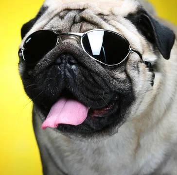 Pug with sunglasses. Stock Photos