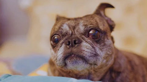 Pug taking a break Stock Footage 112047091