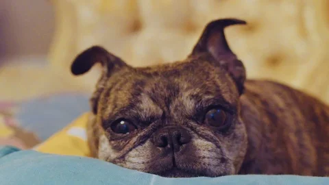Pug taking a break Stock Footage 112047096