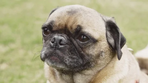 Pug taking in the sun Stock Footage
