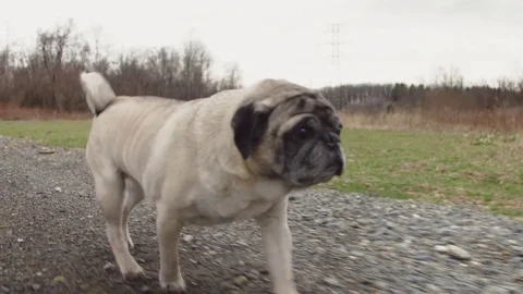 Pug talking a short walk around the park Stock Footage 74336032