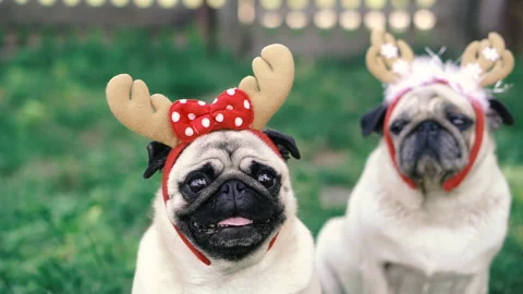 Pug. Two pugs in headdresses in the form of deer horns. Video stock 140227049