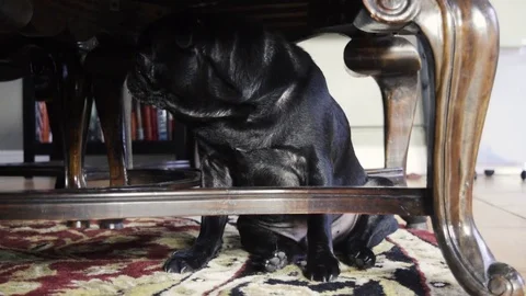Pug Under Chair Hiding Stock Footage 76902937