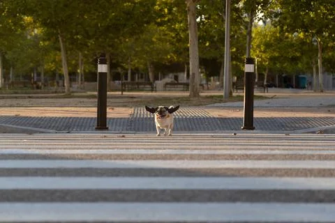 Pug using pedestrian crossing to cross the street while wearing vampire hallo Stock Photos