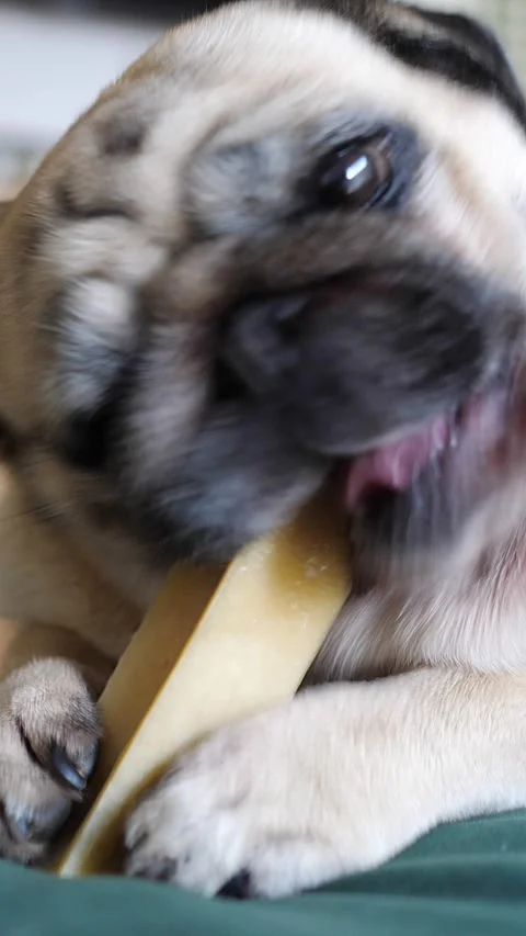 Pug Voraciously Chewing Bone on Couch Stock Footage 303509697