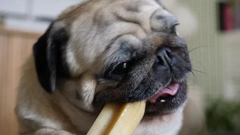 Pug Voraciously Chewing Bone on Couch Stock Footage 305857601