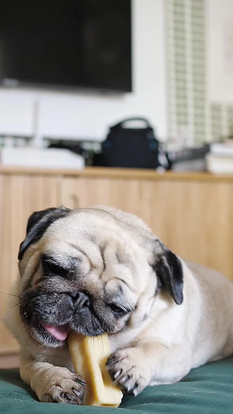Pug Voraciously Chewing Bone on Couch Stock Footage 305857653